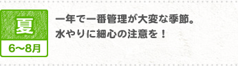 夏6~8月 一年で一番管理が大変な季節。
水やりに細心の注意を!