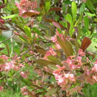 植栽のイメーゾ